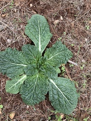 Mandragora autumnalis