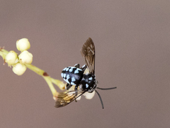 Thyreus caeruleopunctatus