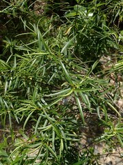 Veronica stenophylla