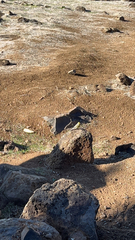 Serinus canaria