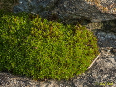 Syntrichia ruralis