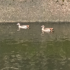 Alopochen aegyptiaca