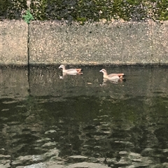 Alopochen aegyptiaca