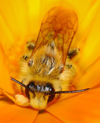 Dasypoda hirtipes