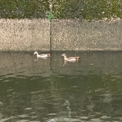 Alopochen aegyptiaca