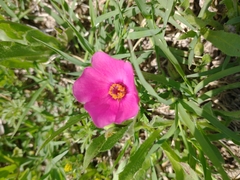 Modiolastrum gilliesii