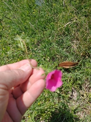 Modiolastrum gilliesii