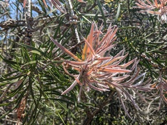 Melaleuca linearis