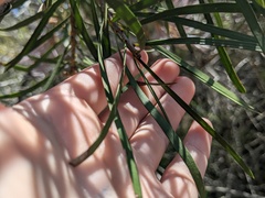 Melaleuca linearis
