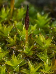 Syntrichia ruralis