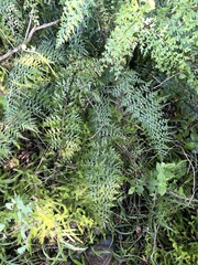 Asplenium aethiopicum tripinnatum