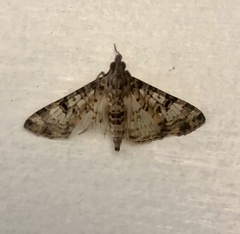 Dysallacta negatalis