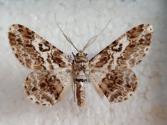 Cleora determinata