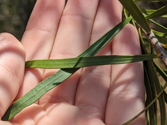 Melaleuca linearis
