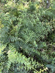 Asplenium aethiopicum tripinnatum