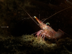 Rhynchocinetes durbanensis