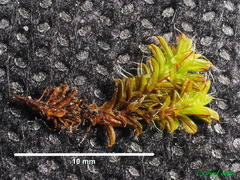 Syntrichia ruralis