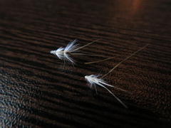 Rytidosperma setaceum