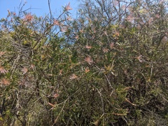 Melaleuca linearis