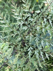 Asplenium aethiopicum tripinnatum