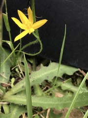 Hypoxis hygrometrica