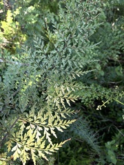 Asplenium aethiopicum tripinnatum