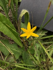 Hypoxis hygrometrica