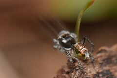 Maratus plumosus