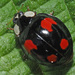 Harmonia axyridis spectabilis - Photo 由 Felix Riegel 所上傳的 (c) Felix Riegel，保留部份權利CC BY-NC