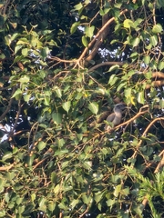 Ocyceros birostris