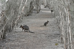 Notamacropus eugenii