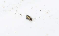 Phyllotreta lativittata