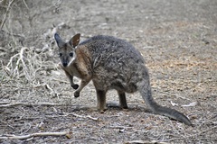 Notamacropus eugenii