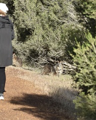 Notamacropus eugenii