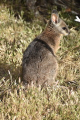 Notamacropus eugenii