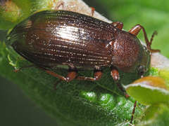Stenomax aeneus