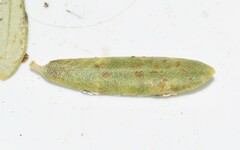 Lichtensia viburni