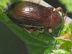 Stenomax aeneus