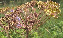 Peucedanum cervaria