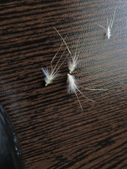 Rytidosperma setaceum