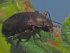 Stenomax aeneus