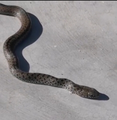 Dolichophis jugularis