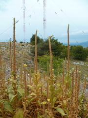 Verbascum thapsus