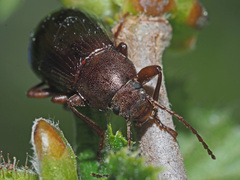 Stenomax aeneus