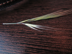 Rytidosperma setaceum