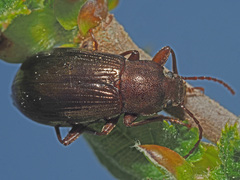 Stenomax aeneus