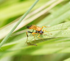 Ctenochares bicolorus