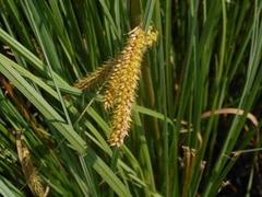 Carex rostrata