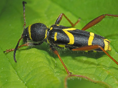 Clytus arietis