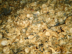 Novocrania anomala